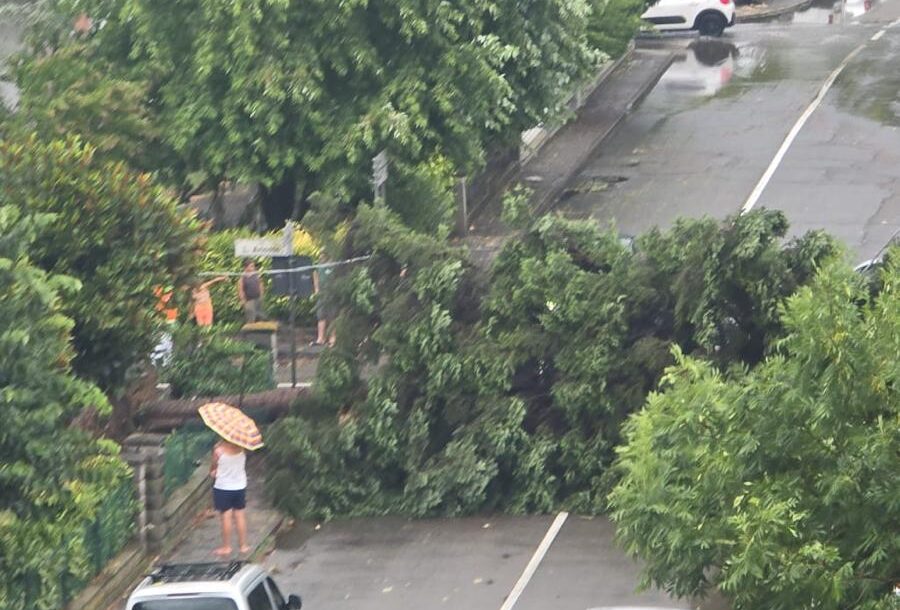 Temporali in tutto il reggiano: a Bagnolo una pianta precipita in strada