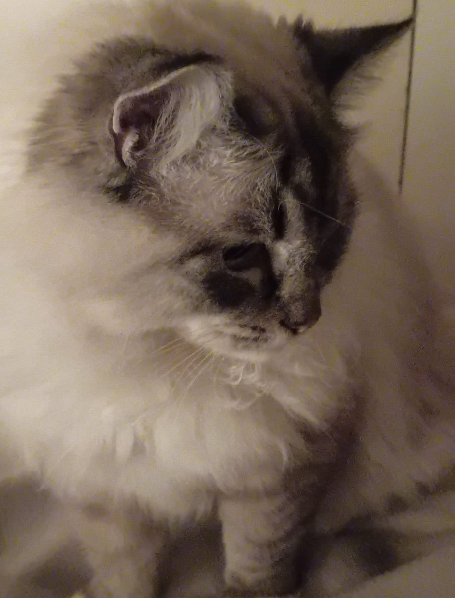 L’11 luglio al supermercato la spesa solidale per gli animali