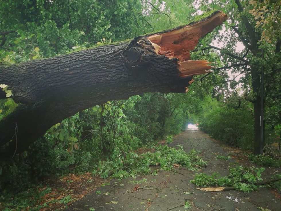 Strage di alberi, ecco perché sono cadute anche piante monumentali