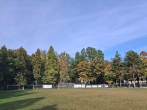 Difendiamo gli alberi a rischio abbattimento in zona piscina