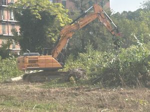 Bosco Ospizio non c’è più, ma il Consiglio di Stato stoppa gli abbattimenti