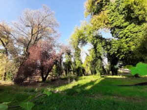 Nell’ex bosco di Ospizio: “Non toccate quell’albero, forse è monumentale”